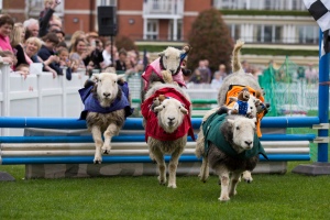 Ascot Country Fair Raceday